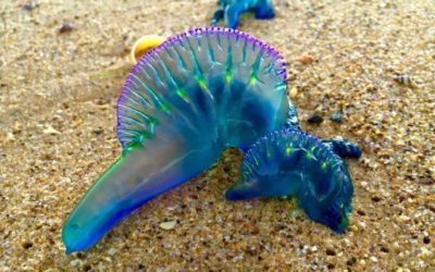 A BLUEBOTTLE JELLYFISH & THE MIRACLE OF NATURE!