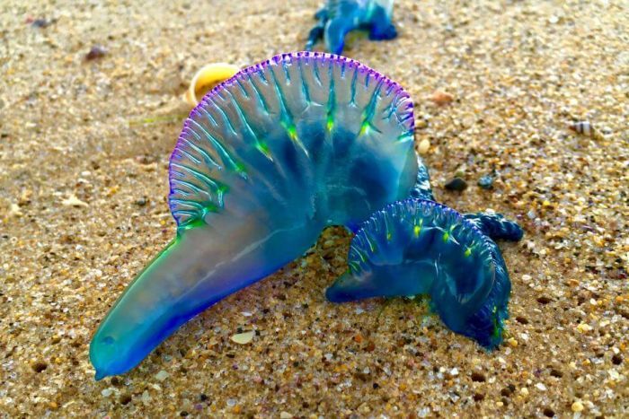 A BLUEBOTTLE JELLYFISH & THE MIRACLE OF NATURE!